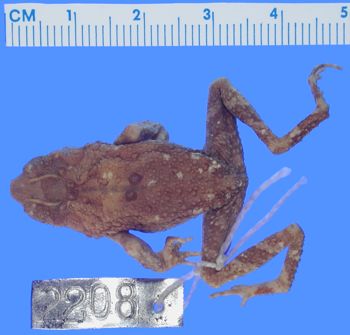 Media type: image; Herpetology A-2208